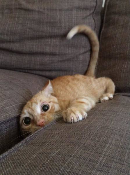 Cat in sofa