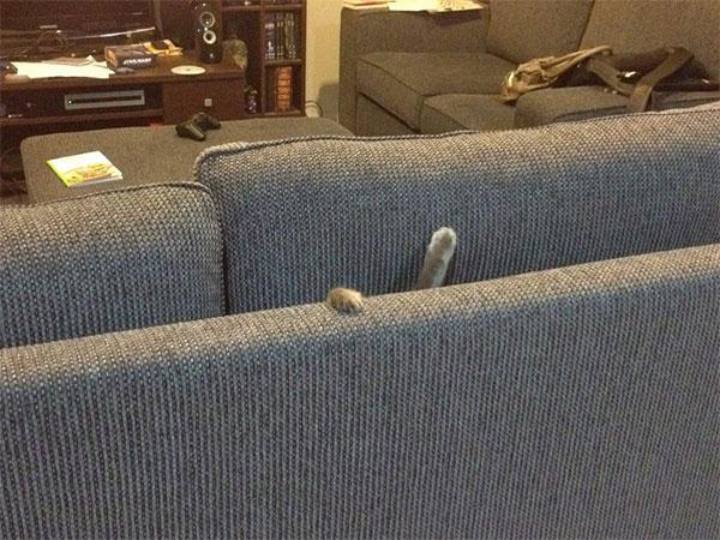 cat-eating sofa 