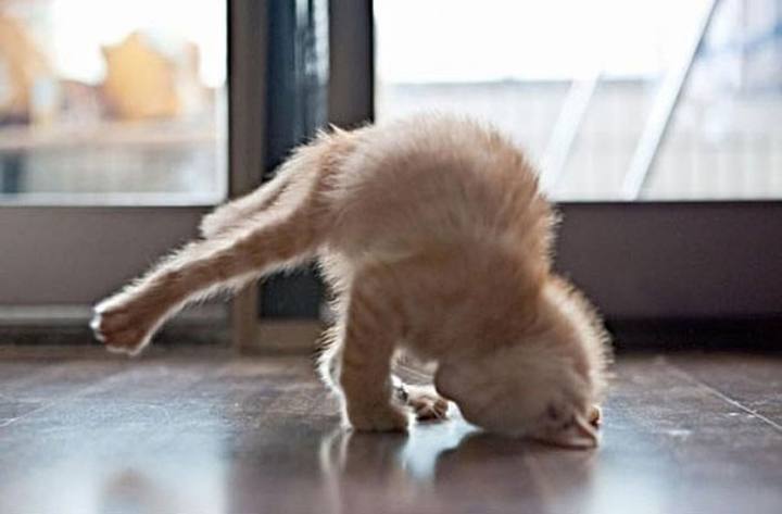 Animals Behaving Like Humans - yoga cat
