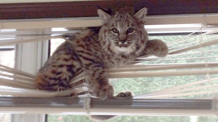 Cat in blinds