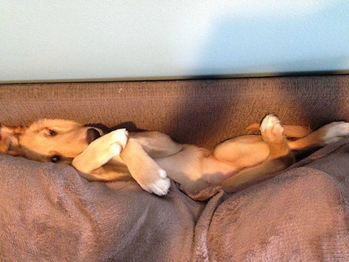 dog stuck in couch