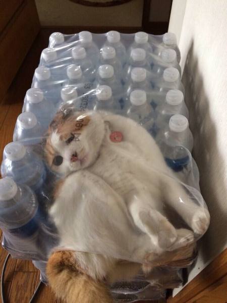 Cat stuck in case of water