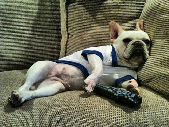 dog remote