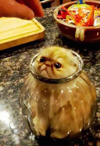 Animals Falining - Cat in a small jar