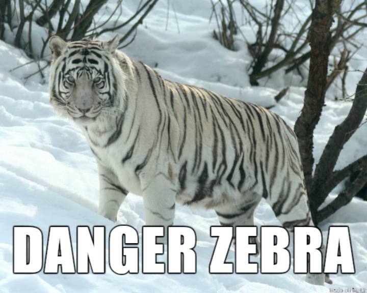 Internet Renames Animals - Danger Zebra