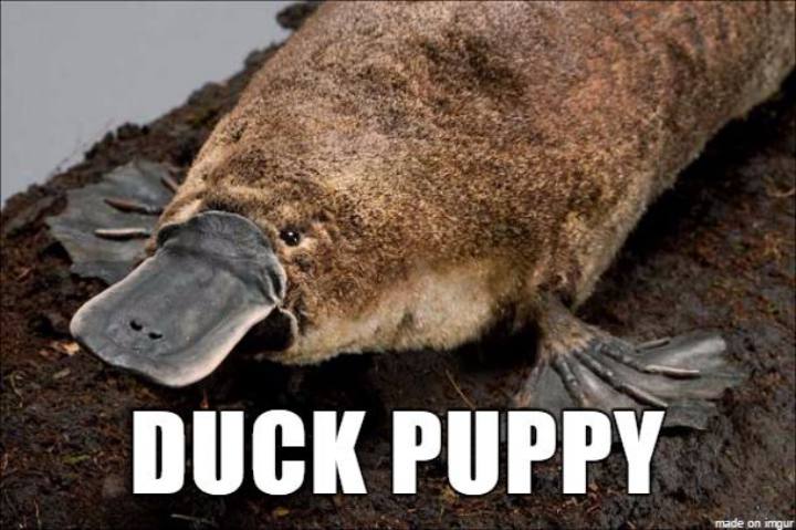 Internet Renames Animals - Duck Puppy