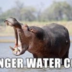 Internet Renames Animals - Danger Water Cow