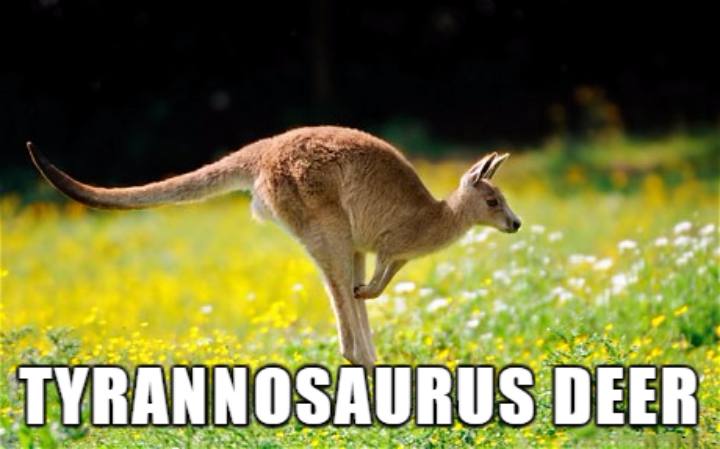 Internet Renames Animals - Kangaroo