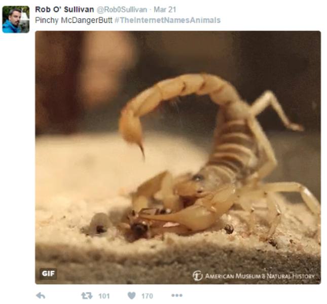 Internet Renames Animals - Scorpion