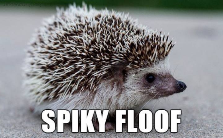 Internet Renames Animals - Spiky Floof