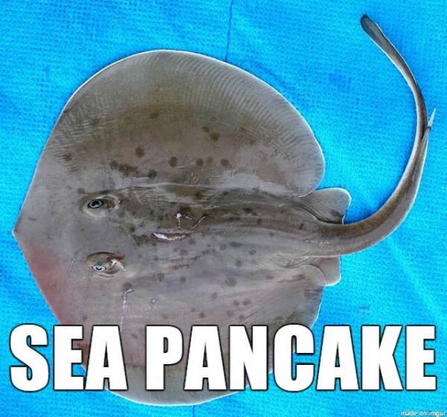 Internet Renames Animals - Sea Pancake