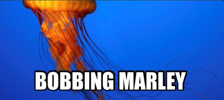 Internet Renames Animals - Jelly Fish